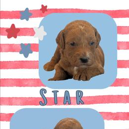 Star - Apricot female Goldendoodle puppy in Coarsegold, California from Hobbit Hollow Acres