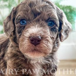 Cavapoos, Goldendoodles, and Golden Mountain Doodles from The Fairy Paw Mother