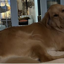 Georgia - Golden Retriever