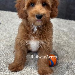 Charlie - Apricot male Goldendoodle puppy in Milford, Indiana from Railway Acres Kennel