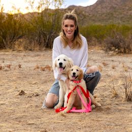 Golden Retriever Puppies from Top Gun Golden Retrievers