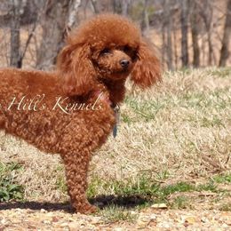Poodles from Scenic Hills Kennels
