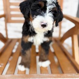 Bernedoodle and Irish Doodle Puppies from Boutique Bernedoodles & Co.