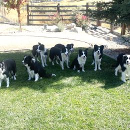 Border Collies from Embrace Border Collies