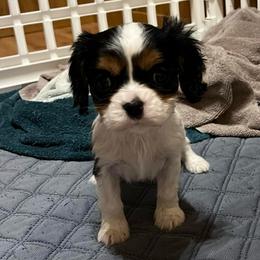 Wesner - Tri-color male Cavalier King Charles Spaniel puppy in Alpena, Michigan from Michelle Wesner