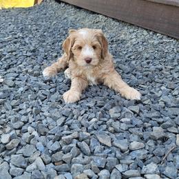 Australian Labradoodle Puppies from Country Morning Labradoodles
