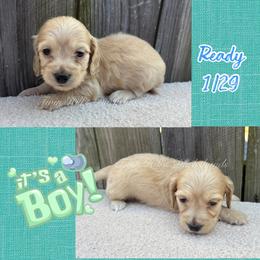 Blue - Cream male Dachshund puppy in Jonesboro, Illinois from Twin Hills Dachshunds