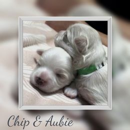Maltese Puppies from Michigan Maltese Puppies
