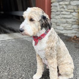 Ginger - Bernedoodle