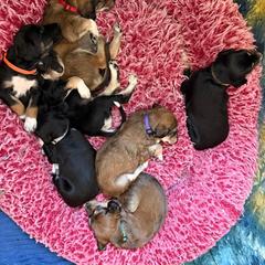 Sitara - Blue Collar - Black female Saluki puppy in Los Angeles, California from Srinagar Salukis