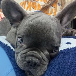 Mila - Blue female French Bulldog puppy in Frederick, Colorado from Couture’s Frenchies