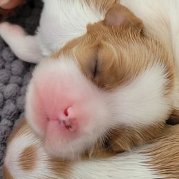 Cavalier King Charles Spaniel Puppies from Medlin Hills Cavaliers