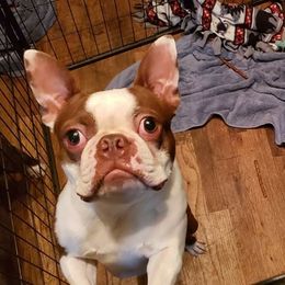 Boston Terriers from Cuddles and Licks Boston Babes