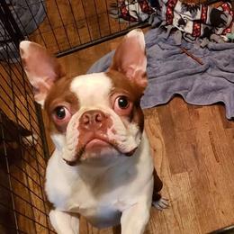 Boston Terriers from Cuddles and Licks Boston Babes