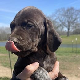 Female 4 - Liver roan female German Shorthaired Pointer puppy in Covington, Louisiana from Six Hitch Farm