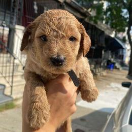 Charlie (FKA Moon) - Apricot Goldendoodle puppy in Philadelphia, Pennsylvania from Philly's Designer Doodles