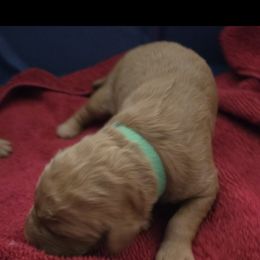 Golden Retriever Puppies from Mountain View Kennel