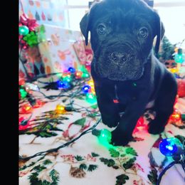 Cane Corso Puppies from Hardradas Dynasty Cane Corso