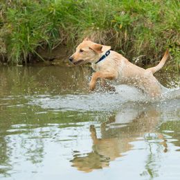 Labrador Retriever Puppies from 1611 Kennels
