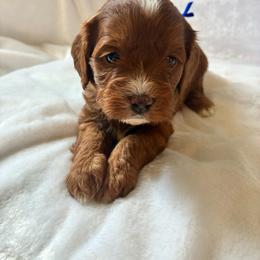 Sky - Red male Cavapoo puppy in Adrian, Oregon from ApplebyFarm