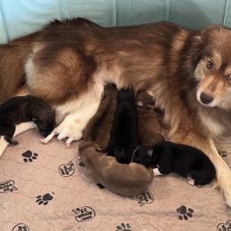 Pomsky Puppies from High Point Pomskies