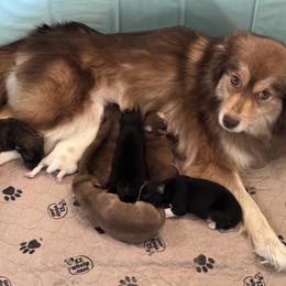 Pomsky Puppies from High Point Pomskies