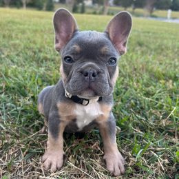 White collar - Tricolors male French Bulldog puppy in Salisbury, Maryland from 77 Frenchies Maryland