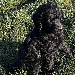 Brown - Poodle puppy from Grandview Farm