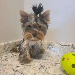 Zeus - Yorkshire Terrier