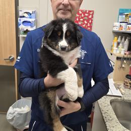 Hawke - Black tri-color male Australian Shepherd puppy in Anna, Texas from Fantasy Pomeranians & Fantasy Aussies