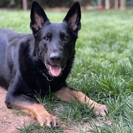 German Shepherd All Grown Up from Kaw-Tal German Shepherds