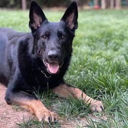 German Shepherd All Grown Up from Kaw-Tal German Shepherds