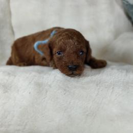 Boy 1 - male Poodle puppy in Westfield, North Carolina from Legacy Pets