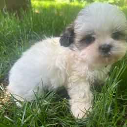 Boy 1 - Sable and white male Shih Tzu puppy in Tenino, Washington from Fantasy Realm Shih Tzus