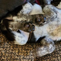 German Shorthaired Pointer Puppies from Hearts on Fire,  Versatile German Sharthair Pointers