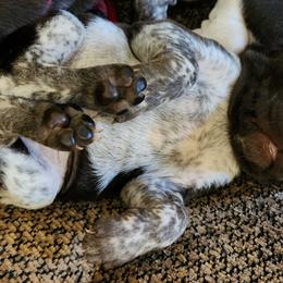German Shorthaired Pointer Puppies from Hearts on Fire,  Versatile German Sharthair Pointers