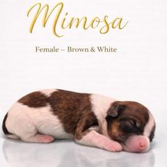 Mimosa - Black and white female Shorkie puppy in Delta, Colorado from SATA Kennels