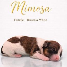 Mimosa - Black and white female Shorkie puppy in Delta, Colorado from SATA Kennels