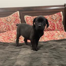 Violet - Black female Cane Corso puppy in San Isidro, Texas from MTZCC Ranch, LLC