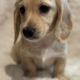Boy 1 - Cream male Dachshund puppy in Chehalis, Washington from McJazzin Doxies