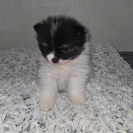 Cedar - Tri-colored male Pomeranian puppy in Creswell, North Carolina from Grace's Poms🐾💕