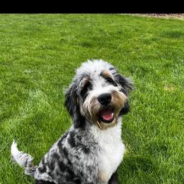 Bernedoodle puppies from North 40 Doodles