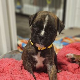 Girl 3 - Brindle female Boxer puppy in Piedmont, South Carolina from SmashBox Kennel