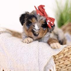 Alani - female Australian Mountain Doodle puppy in Spanish Fork, Utah from Little Puppy Co.