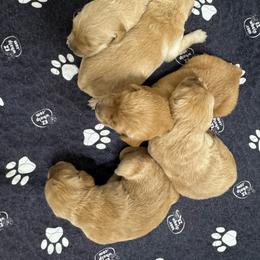 Maple - Dark golden female Golden Retriever puppy in Lebec, California from Socalretrievers