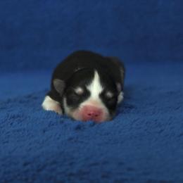 Tigers Eye - Black and white male Pomsky puppy in Clarkston, Utah from Red Rock Ranch Breeders