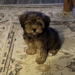 Havanese and Havapoo Puppies from Ladypawspuppies