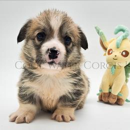 Leafeon - Red male Pembroke Welsh Corgi puppy in Kiowa, Colorado from Cool Water Corgis LLC
