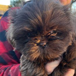 Boy 3 - Liver Shih Tzu puppy in Desoto, Texas from Willow’s Wonderful Shih Tzu