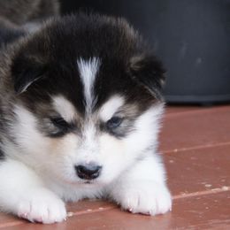 Thomas Edison "Eddie" - Alaskan Malamute puppy in Cokato, Minnesota from WinterStarz Alaskan Malamutes